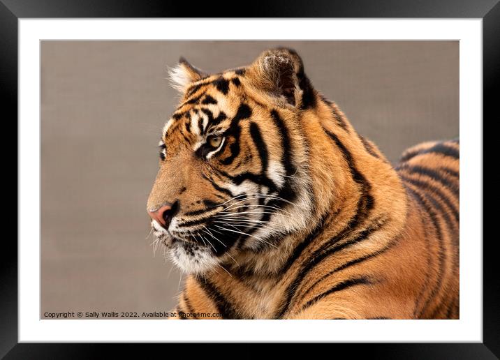 Sumatran Tiger Portrait Framed Mounted Print by Sally Wallis