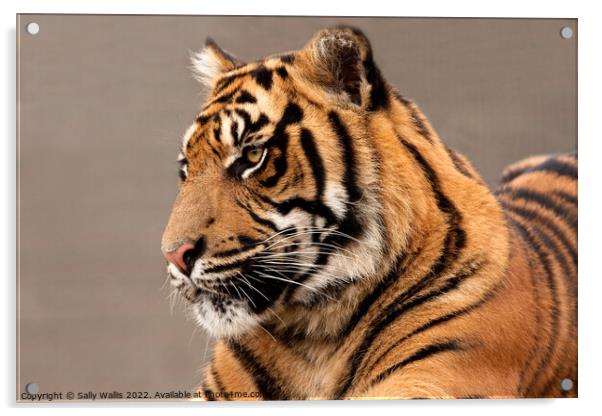 Sumatran Tiger Portrait Acrylic by Sally Wallis