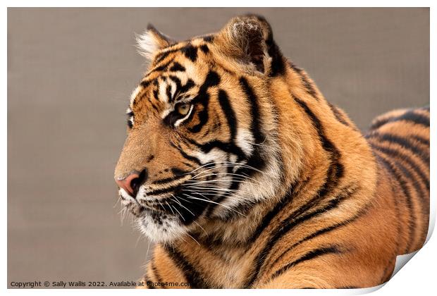 Sumatran Tiger Portrait Print by Sally Wallis