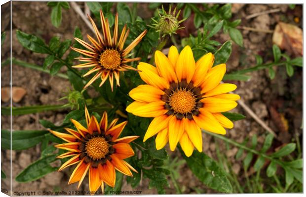 Stages of Gazania Canvas Print by Sally Wallis