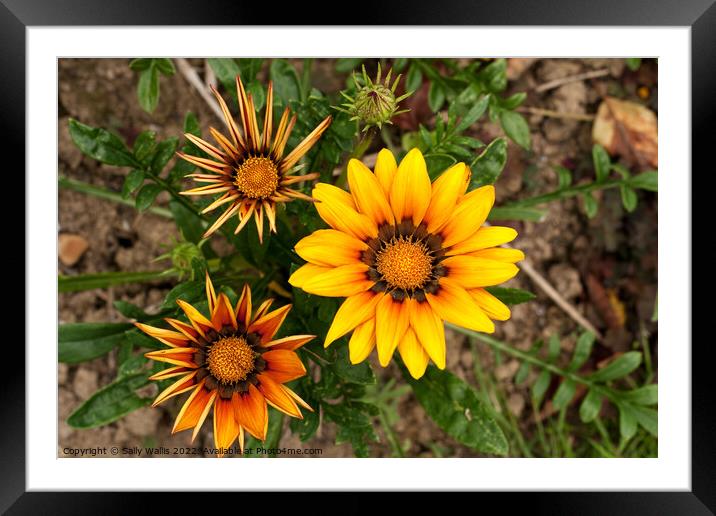 Stages of Gazania Framed Mounted Print by Sally Wallis