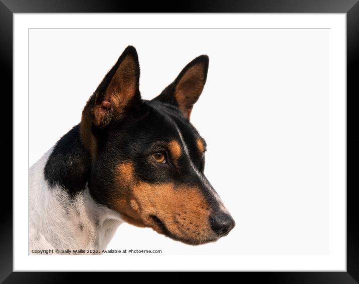 Tricolour Basenji Portrait, isolated Framed Mounted Print by Sally Wallis