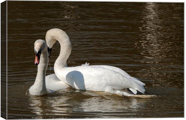 Swans Courting Canvas Print by Sally Wallis