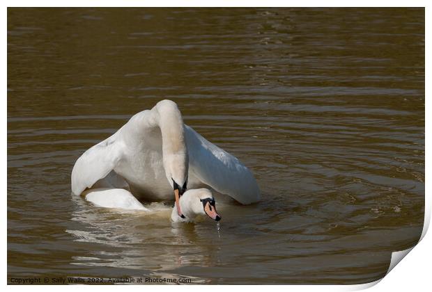 Swans mating Print by Sally Wallis