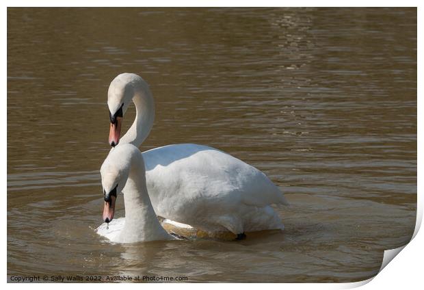 Swan Courtship Progressing Print by Sally Wallis