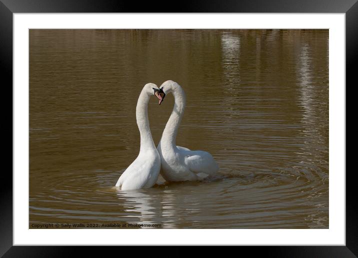 Post Coital Swans Framed Mounted Print by Sally Wallis