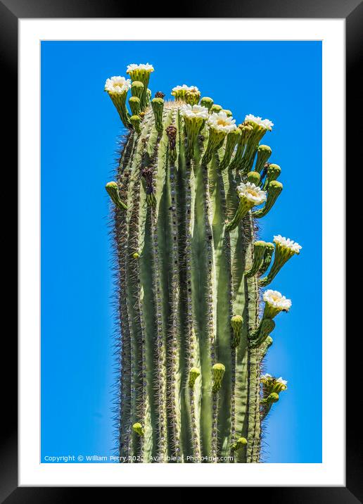White Flowers Saguaro Cactus Blooming Tucson Arizona Framed Mounted Print by William Perry