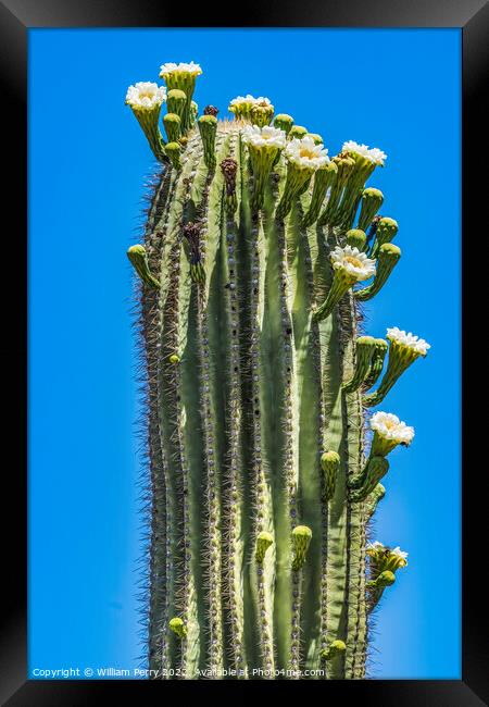 White Flowers Saguaro Cactus Blooming Tucson Arizona Framed Print by William Perry