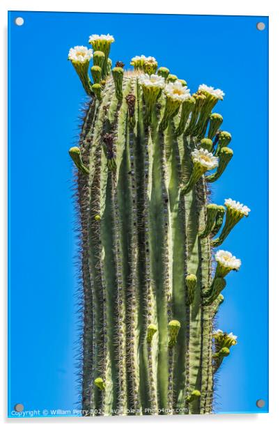 White Flowers Saguaro Cactus Blooming Tucson Arizona Acrylic by William Perry