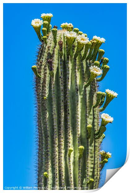 White Flowers Saguaro Cactus Blooming Tucson Arizona Print by William Perry