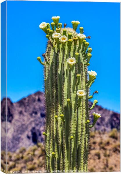 White Flowers Sajuaro Cactus Blooming Saguaro Desert Museum Tucs Canvas Print by William Perry