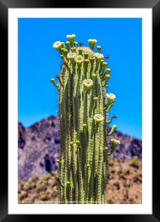 White Flowers Sajuaro Cactus Blooming Saguaro Desert Museum Tucs Framed Mounted Print by William Perry
