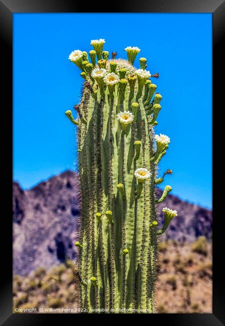 White Flowers Sajuaro Cactus Blooming Saguaro Desert Museum Tucs Framed Print by William Perry