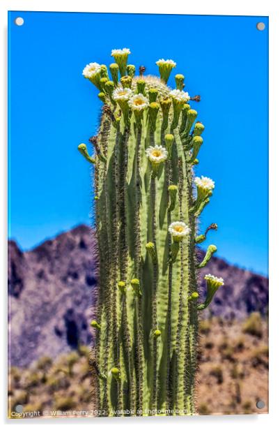 White Flowers Sajuaro Cactus Blooming Saguaro Desert Museum Tucs Acrylic by William Perry