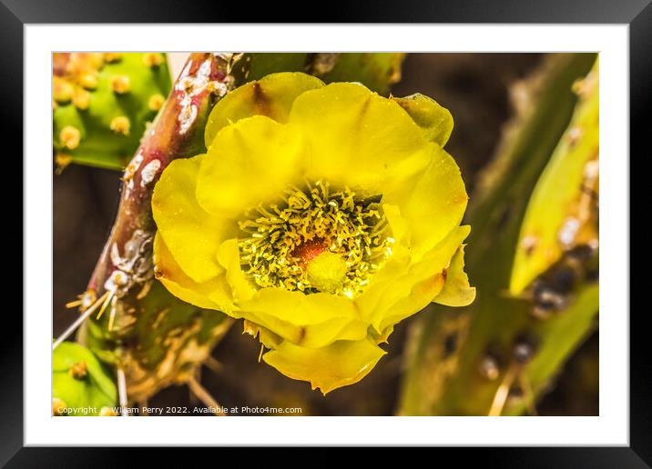 Yellow Blossom Plains Prickly Pear Cactus Tucson Framed Mounted Print by William Perry