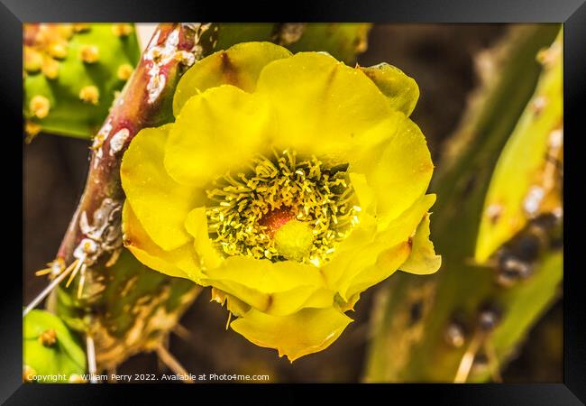 Yellow Blossom Plains Prickly Pear Cactus Tucson Framed Print by William Perry