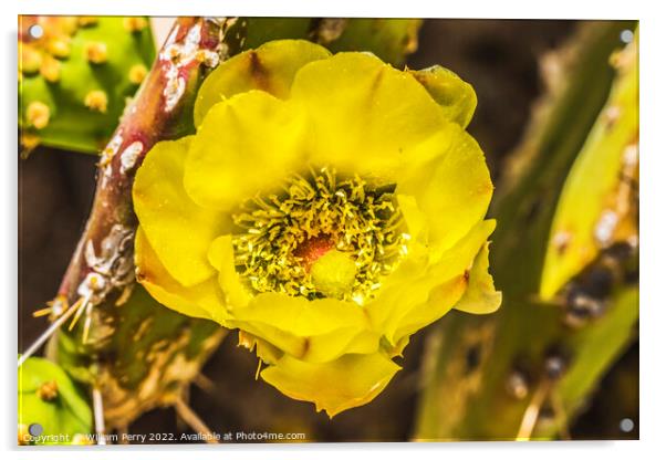 Yellow Blossom Plains Prickly Pear Cactus Tucson Acrylic by William Perry