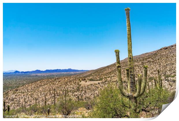 Mount Lemon View Saguaro Blooming Cactus Houses Tucson Arizona Print by William Perry