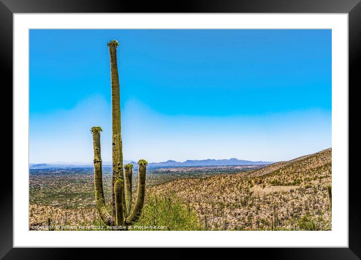 Mount Lemon View Saguaro Blooming Cactus Houses Tucson Arizona Framed Mounted Print by William Perry