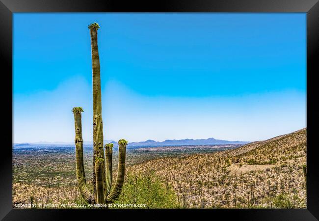 Mount Lemon View Saguaro Blooming Cactus Houses Tucson Arizona Framed Print by William Perry