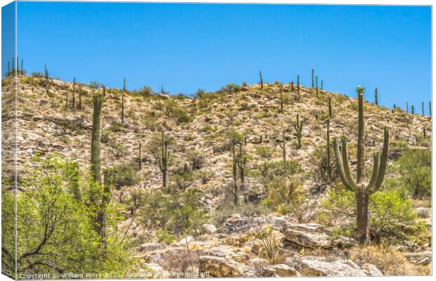 Mount Lemon View Saguaro Blooming Cactus Tucson Arizona Canvas Print by William Perry