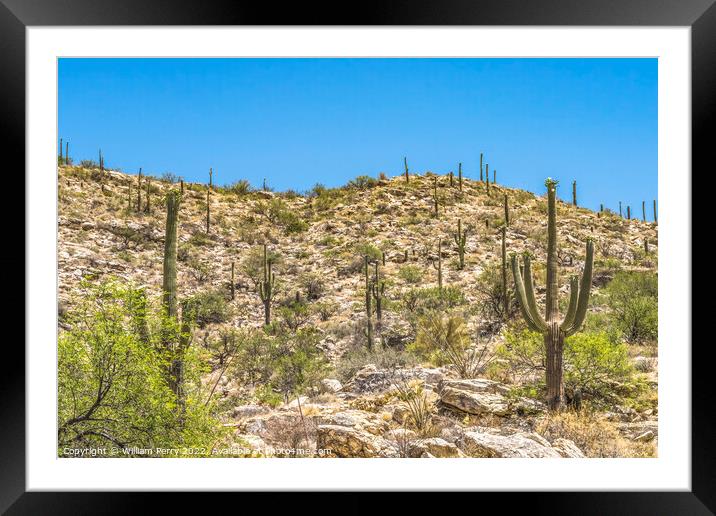 Mount Lemon View Saguaro Blooming Cactus Tucson Arizona Framed Mounted Print by William Perry
