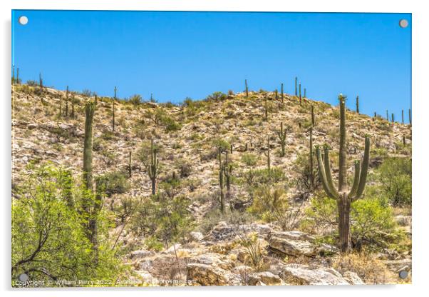 Mount Lemon View Saguaro Blooming Cactus Tucson Arizona Acrylic by William Perry