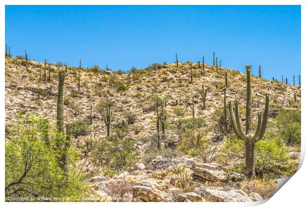 Mount Lemon View Saguaro Blooming Cactus Tucson Arizona Print by William Perry