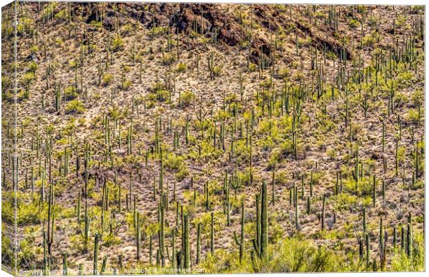 Mountains Cactus Sonoran Desert Saguaro National Park Tucson Ari Canvas Print by William Perry