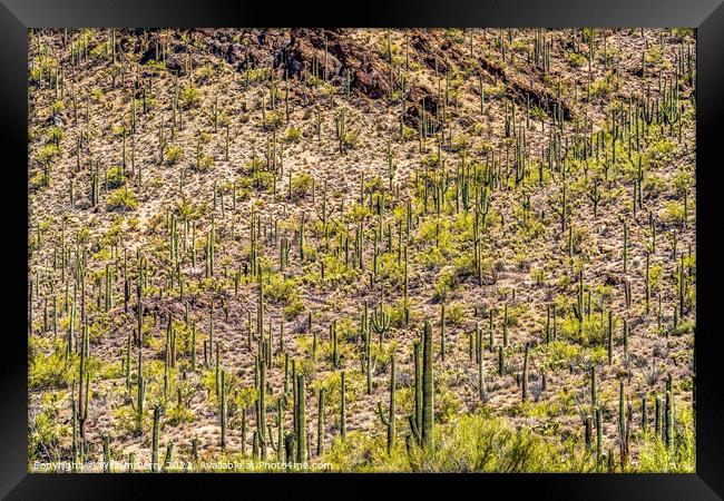 Mountains Cactus Sonoran Desert Saguaro National Park Tucson Ari Framed Print by William Perry