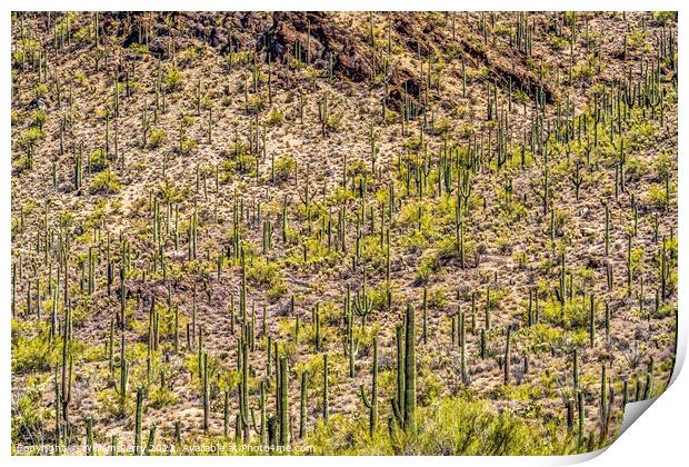 Mountains Cactus Sonoran Desert Saguaro National Park Tucson Ari Print by William Perry