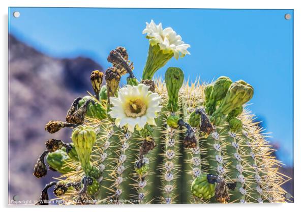 Saguaro Cactus Flowers Blooming Saguaro National Park Tucson Arizona Acrylic by William Perry
