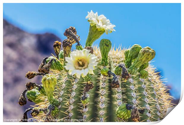 Saguaro Cactus Flowers Blooming Saguaro National Park Tucson Arizona Print by William Perry