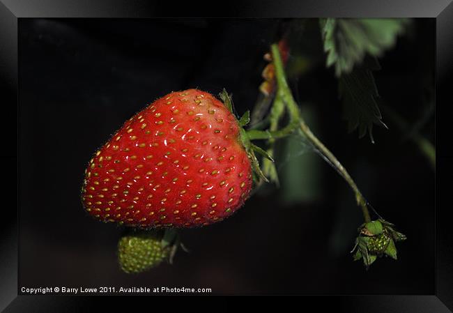 Strawberry at night Framed Print by Barry Lowe