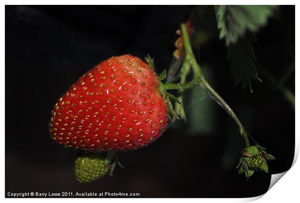 Strawberry at night Print by Barry Lowe
