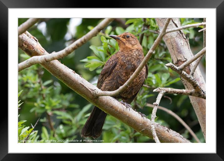 Female Blackbird in the Woods Framed Mounted Print by colin chalkley