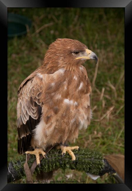 Harris Hawk Framed Print by Sally Wallis