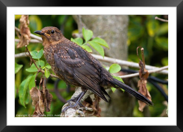 Female Blackbird  - Perched Framed Mounted Print by colin chalkley