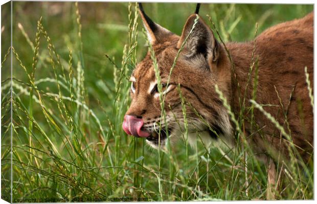 Lynx stalking Canvas Print by Sally Wallis