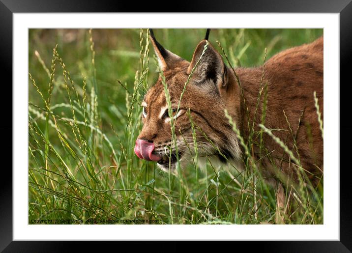 Lynx stalking Framed Mounted Print by Sally Wallis