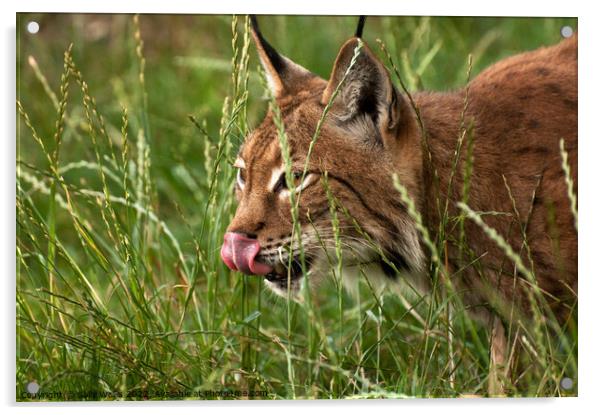 Lynx stalking Acrylic by Sally Wallis