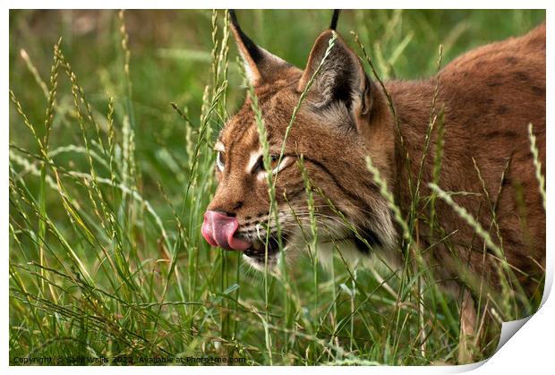 Lynx stalking Print by Sally Wallis