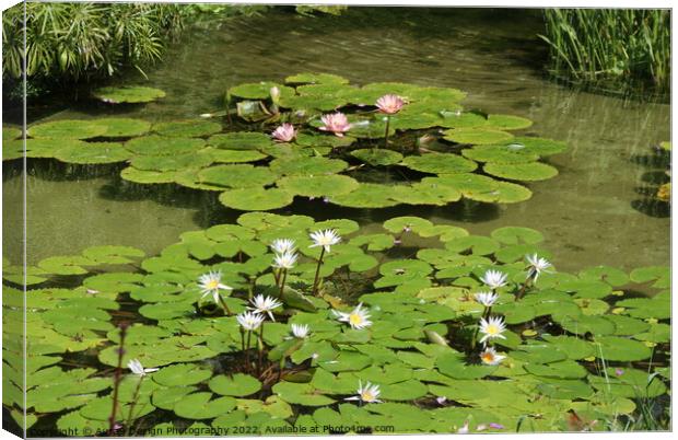 Water Lily Flowers Canvas Print by Aura9 Design Photography