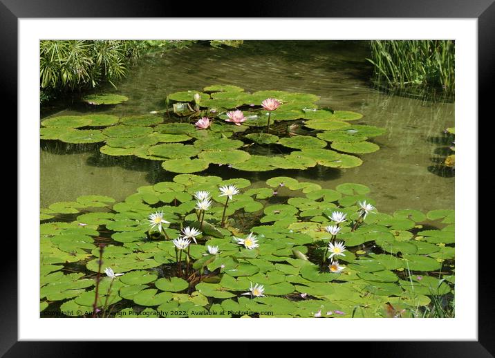 Water Lily Flowers Framed Mounted Print by Aura9 Design Photography
