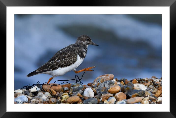Turnstone striding out on Whitstable Beach Framed Mounted Print by Tim Clapham