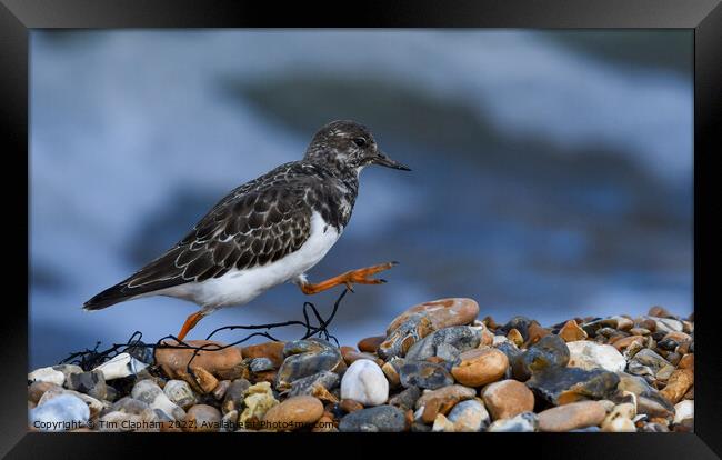 Turnstone striding out on Whitstable Beach Framed Print by Tim Clapham