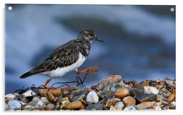 Turnstone striding out on Whitstable Beach Acrylic by Tim Clapham