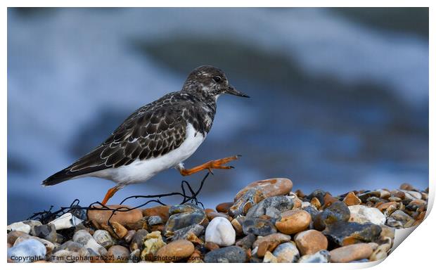 Turnstone striding out on Whitstable Beach Print by Tim Clapham