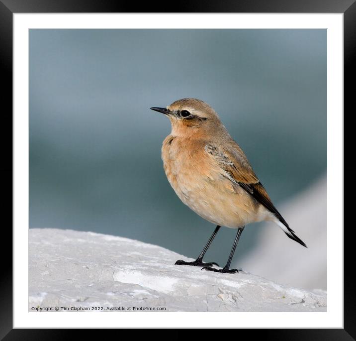 Wheatear on a rock Whitstable Framed Mounted Print by Tim Clapham