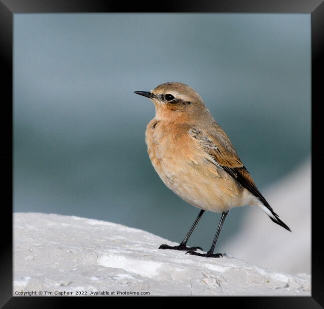 Wheatear on a rock Whitstable Framed Print by Tim Clapham
